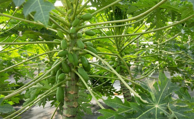 cultivo-papaya-fundacion-ual-anecoop